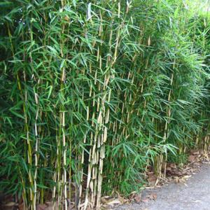 Riesen-Bambus  'Campbell' 