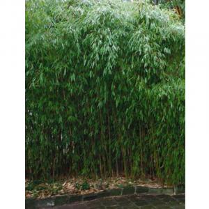 Roter Bambus 