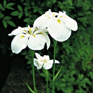 Asiatische Iris, weiß 