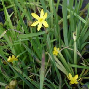 Zwerg-Sumpf-Iris, gelb 