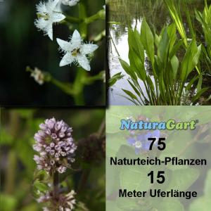 Natur-Teichpflanzen 75 